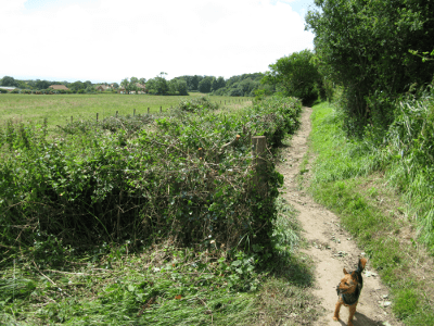 Bon_Jovi_hedgelaying