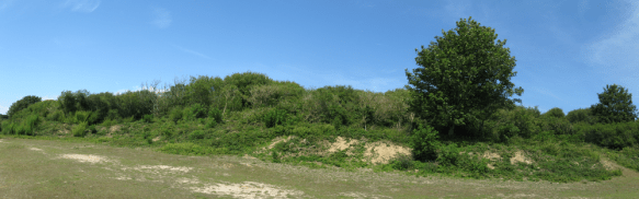 South facing bank in the Quarry, July 2015