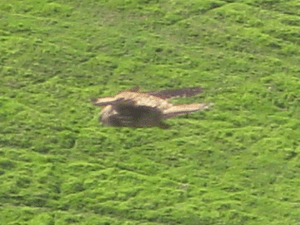 Kestrel today - Warren Glen