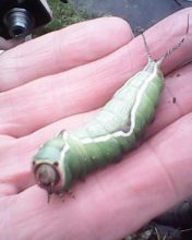 Puss Moth caterpillar