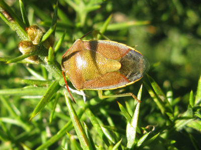 gorse_shield