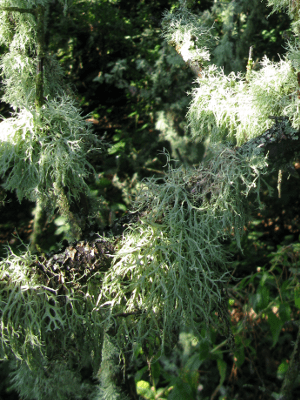 ramalina_farinacea