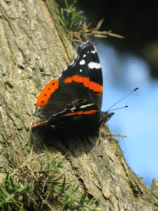red_admiral_quarry