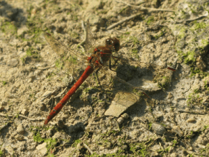 ruddy_darter_quarry