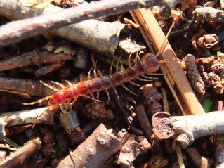Lithobius variegatus
