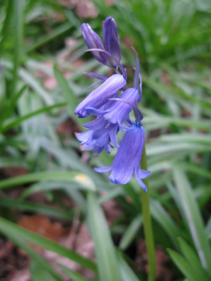 Bluebell_BB_03-16