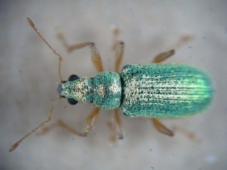 Polydrusus pterygomalis