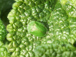 Green Tortoise Beetle  Cassida viridis