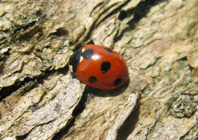 7_spot_quarry_6-5-16