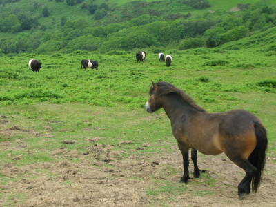 Belties_Exmoor_9-6-16