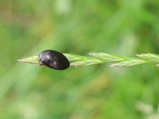 Diving Beetle Agabus bipustulatus