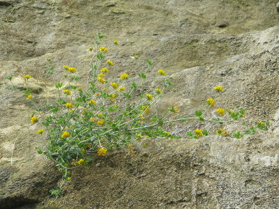 Greater_BFT_28-07-16