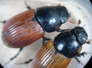 Aphodius fimetarius