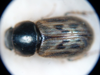 Aphodius contaminatus
