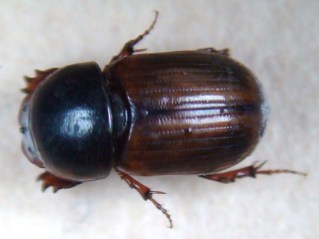 Aphodius borealis