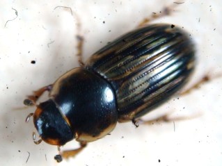 Aphodius sticticus
