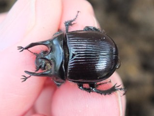 Minotaur                 Typhaeus typhoeus