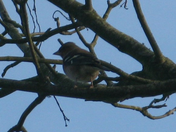 chaffinch_22-01-17