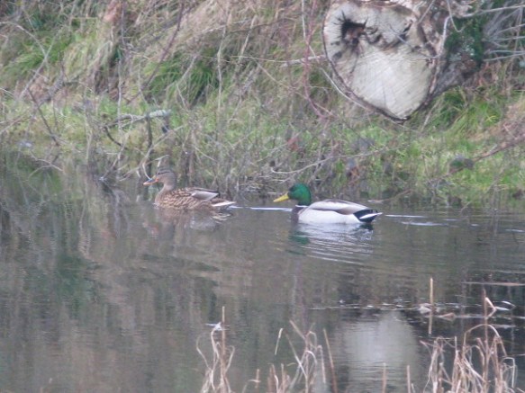 saxon_p_mallards_10-01-17
