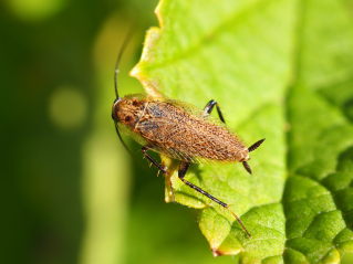 Lesser Cockroach - Ectobius panzeri