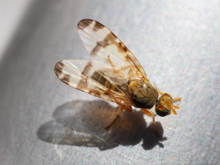 Sphenella marginata
