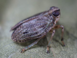 Issus coleoptratus