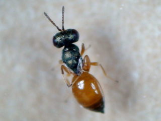 Callitula pyrrhogaster