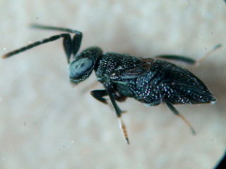 Dinocarsis hemiptera