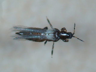 Odontothrips ulicis