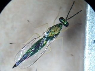 Sympiesis dolichogaster