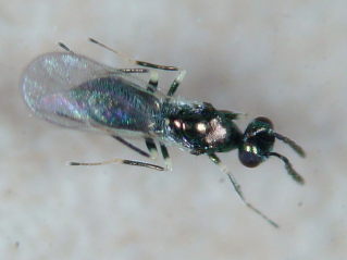 Diglyphus isaea