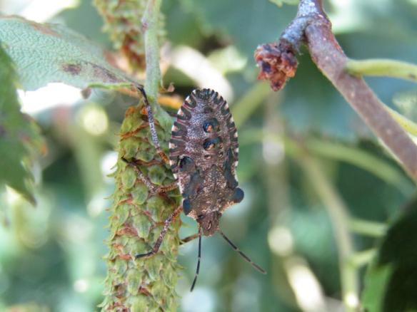 Final_instar_Forest_bug_2_25-06-18